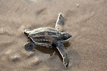 A baby leatherback turtle enters the ocean