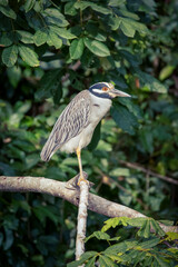 A yellow-crowned night heron perches on a branch during the day