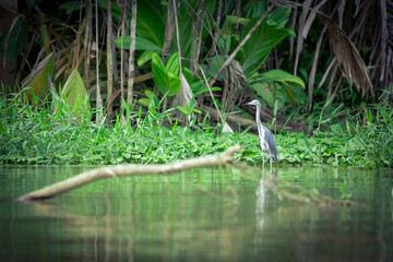 Naklejka na ściany i meble A juvenile little blue heron wades in the water