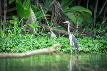 A juvenile little blue heron wades in the water