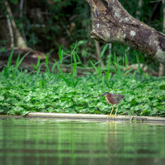 A green heron perched by the water while fishing