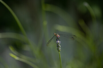 Macro of dragonfly