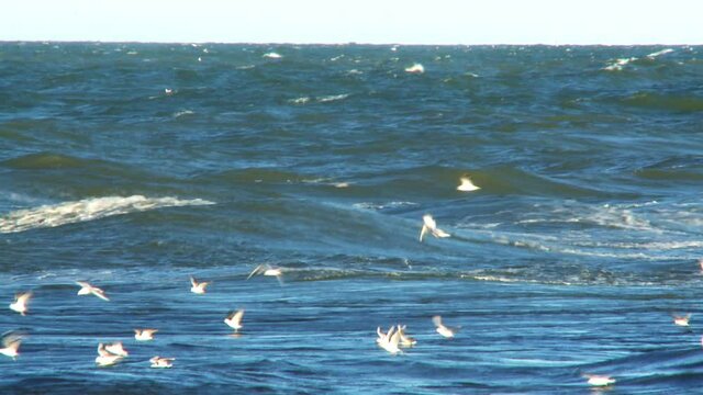 Hurricane Berit hitting the island of Gotland with big waves and strong winds