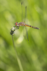Dragonfly macro
