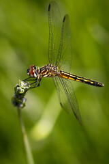 Dragonfly macro
