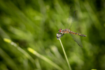 Dragonfly macro
