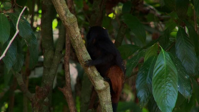 Peruvian Rainforest - Wildlife of Tambopata National Reserve, Madre de Dios, Peru