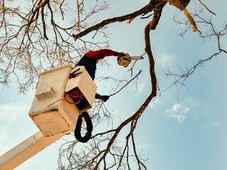 Man in bucket truck with chainsaw  cutting the branches off dead tree.