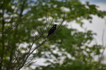 Red Winged Blackbird