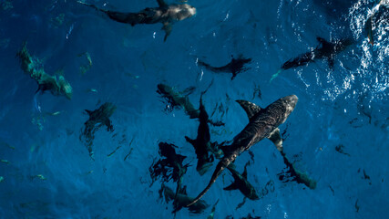 Surrounded by sharks