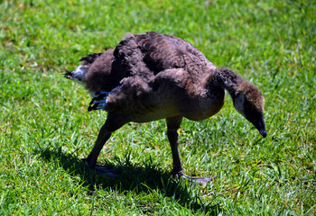 Canada goose chick (Branta canadensis) are large black head and neck, white patches on the face,...