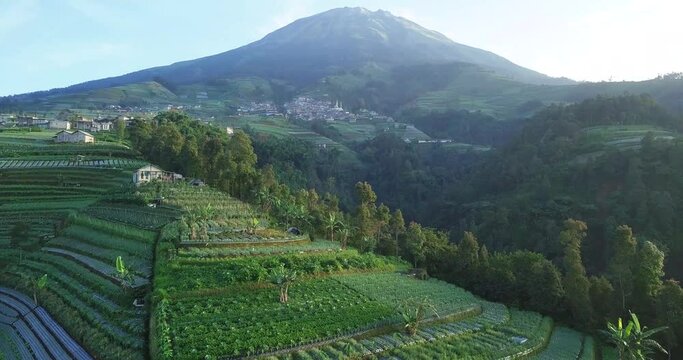 Aerial footage of Dusun Butuh Nepal Van Java vegetable plantation on slope of the Mount Sumbing. Perfect for cinematic, travel, promotion and documentaries video