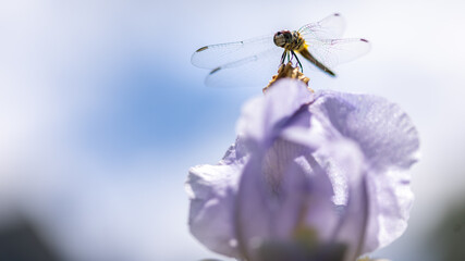 Dragonfly macro
