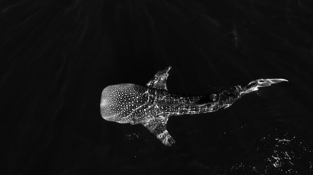 Whale shark from above