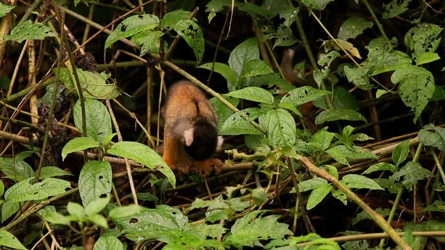Peruvian Rainforest - Wildlife of Tambopata National Reserve, Madre de Dios, Peru