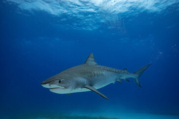 Fototapeta premium Face to face with a great tiger shark