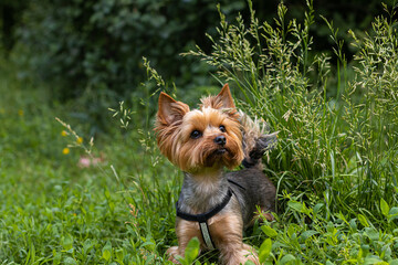 yorkshire terrier on green grass looks curiously to the side