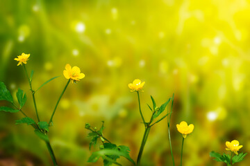 yellow buttercup flowers on a green blurred background with bokeh under the rays of the sun