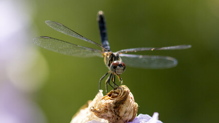Dragonfly macro
