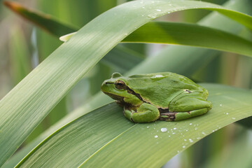 Male of European tree frog (hyla arborea) sitting on a cattail leaf waiting for females during...