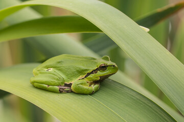 Male of European tree frog (hyla arborea) sitting on a cattail leaf waiting for females during breeding season. Wildlife macro take