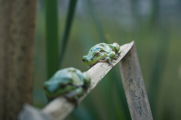 Male group of European tree frog (Hyla arborea) sitting on dry cattail leaf waiting for females during breeding season. Wildlife macro take with green beige contrast
