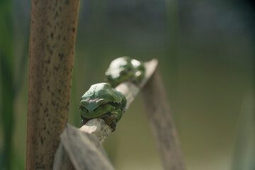 Male group of European tree frog (Hyla arborea) sitting on dry cattail leaf waiting for females during breeding season. Wildlife macro take with green beige contrast