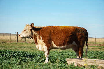 Side closeup of a Polled Hereford breed cow in the field