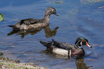 Wood duck mated pair. All chicks died and they are on their own again. Swimming in marsh and telling each other off