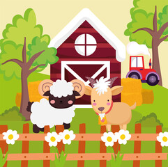 farm sheep and goat