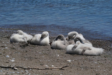 Mute swan babies feeding and swimming in the marsh with watchful parents. High mortality usually due to snapping turtles