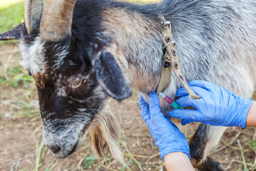Veterinarian woman with syringe holding and injecting goat on ranch background. Young goat with vet hands, vaccination in natural eco farm. Animal care, modern livestock, ecological farming.