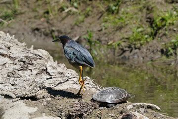 Green heron on log, stepping over turtle and then taking off in bright summery day
