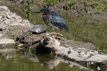 Green heron on log, stepping over turtle and then taking off in bright summery day