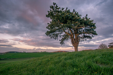 Fototapeta na wymiar Lonely tree on meadow in hilly countryside with dark rain clouds on the sky, Eifel, Germany