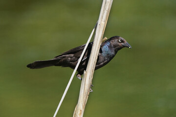 Common Grackle in marsh feeding on stem of cattail on bright summer day