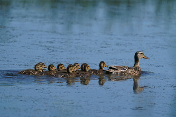 Mallard hen with large flock of chicks swimming in marsh on summer day
