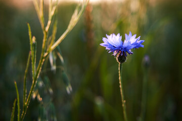 blue cornflower, sunset in the field
