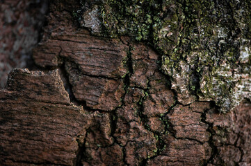 bark of a tree