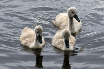 Mute swan babies feeding and swimming in the marsh with watchful parents. High mortality usually...