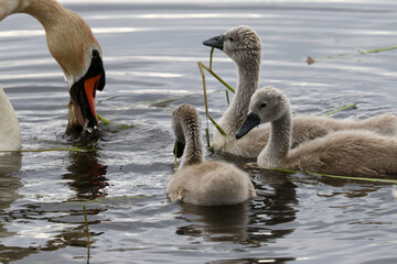 Mute swan babies feeding and swimming in the marsh with watchful parents. High mortality usually due to snapping turtles