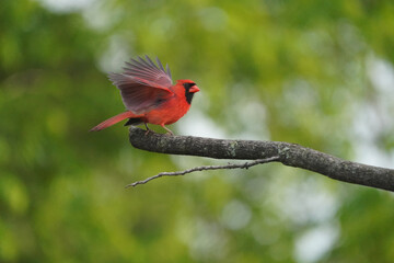 Cardinals around bird feeder on branch and taking off on bright summer day
