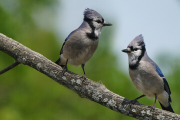 Blue Jays on branch and on ground eating spilled sunflower seeds on lawn
