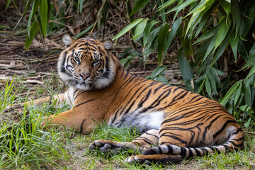 Critically endangered Sumatran Tiger in an Australian Zoo