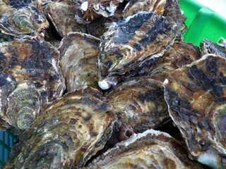 Austern / Austernschalen auf einem Haufen