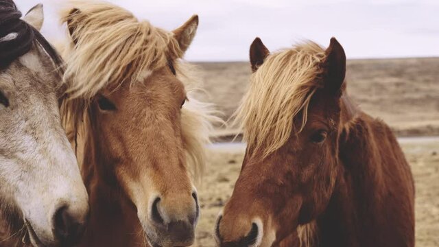 Windswept Icelandic Horses Looking At Camera