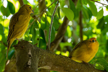 Atlantic Canary, a small Brazilian wild bird. The yellow canary Crithagra flaviventris is a small passerine bird in the finch family. 