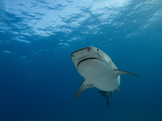 Face to face with a great tiger shark