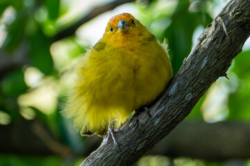 Atlantic Canary, a small Brazilian wild bird. The yellow canary Crithagra flaviventris is a small passerine bird in the finch family. 