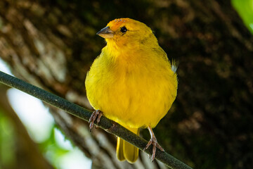 Atlantic Canary, a small Brazilian wild bird. The yellow canary Crithagra flaviventris is a small passerine bird in the finch family. 